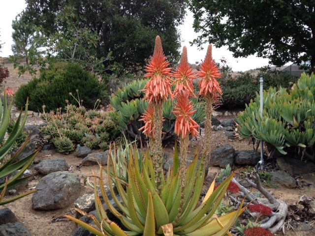 続モロベイとその周辺ー植物園_a0331910_11505796.jpg