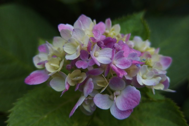 秋の紫陽花_a0268412_23571180.jpg