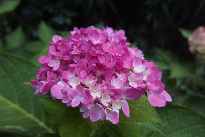 秋の紫陽花_a0268412_23571366.jpg