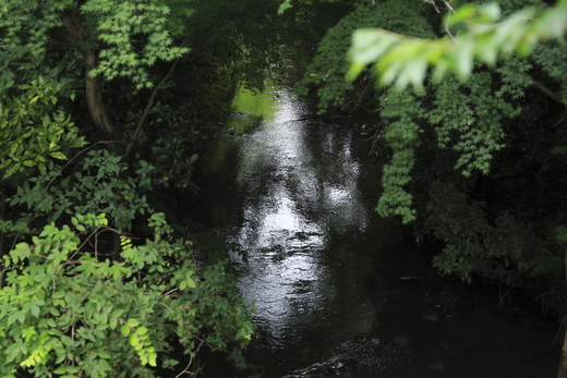 玉川上水―６　三鷹橋～宮下橋 _e0285612_725711.jpg