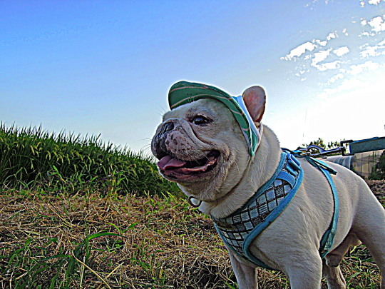 a0158613_18225179.jpg