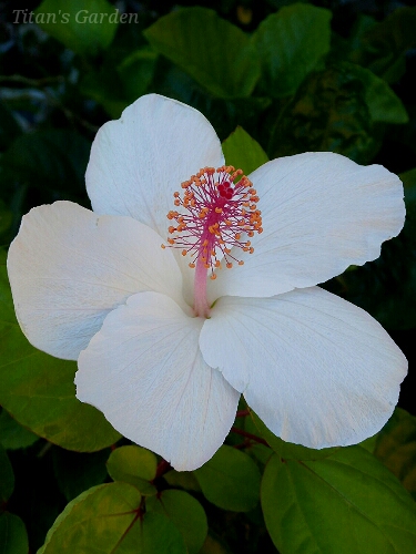 Hibiscus waimeae_b0099813_0115752.jpg