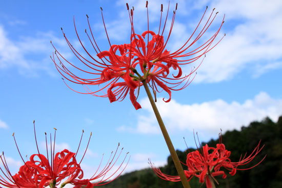 彼岸花　嵯峨野_e0048413_1611237.jpg