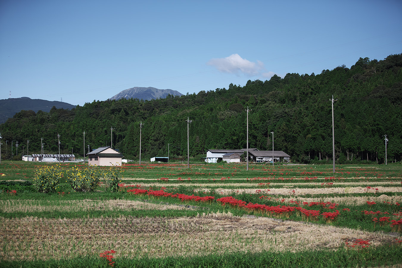 彼岸花咲く風景　-垂井町-_c0115616_11372843.jpg