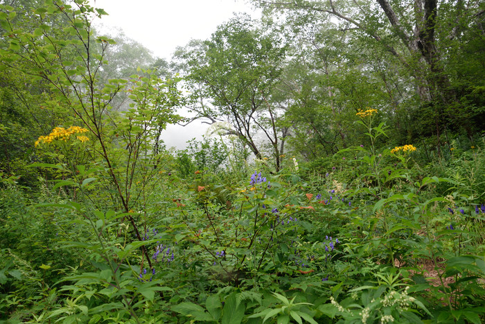 餓鬼岳の花　　　（良） ８月２１日～２４日撮影_b0277218_21383238.jpg