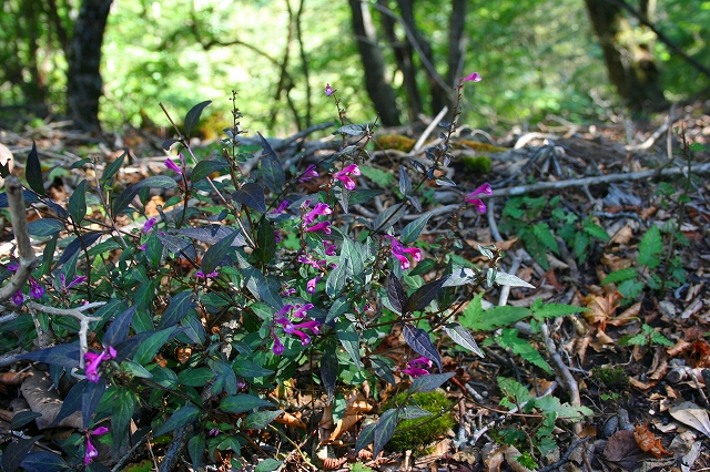 f0193521_2185218.jpg