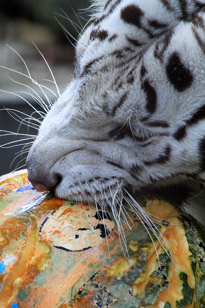 2015.9.21 宇都宮動物園☆ホワイトタイガーのアース【White tiger】_f0250322_21583396.jpg