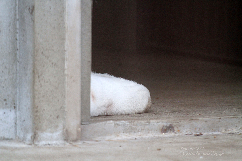 2015.9.21 宇都宮動物園☆ホワイトタイガーのアース【White tiger】_f0250322_21584929.jpg