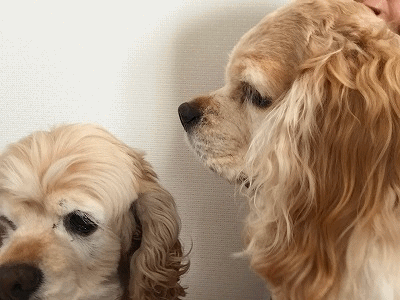 f0326925_09173762.gif