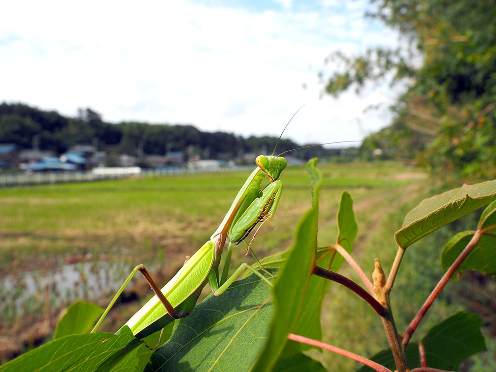 シルバーウィーク　3日目　近くの自然公園~トンボの楽園_f0324026_20244538.jpg