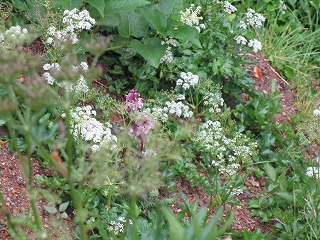 c0090236_1311321.jpg