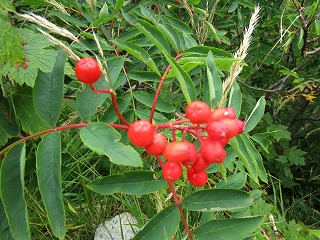 c0090236_1381377.jpg