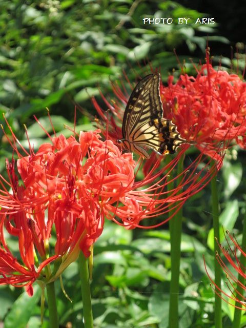 曼珠沙華と蝶たち☆_f0295238_12003220.jpg