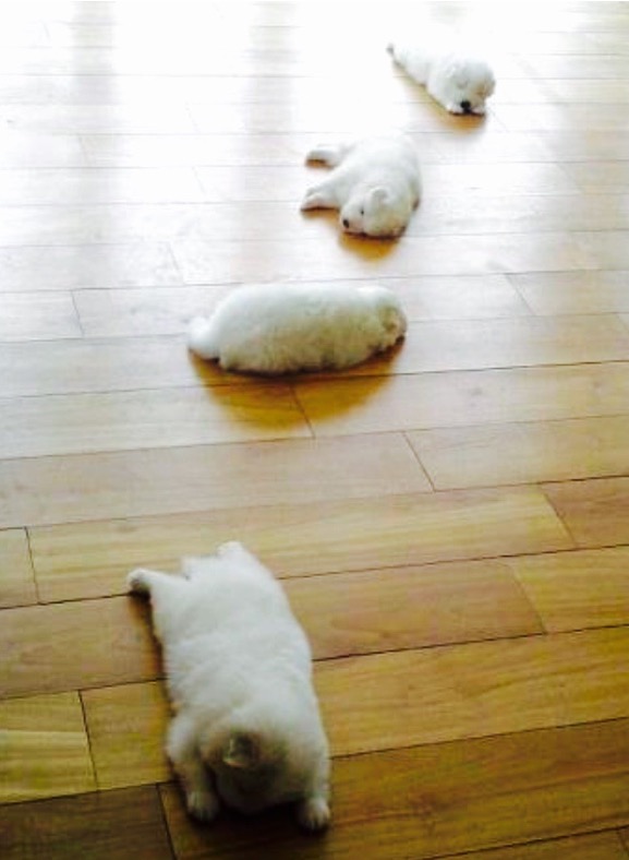 ワンちゃんたちの憩いの広場_b0301141_23243972.jpg