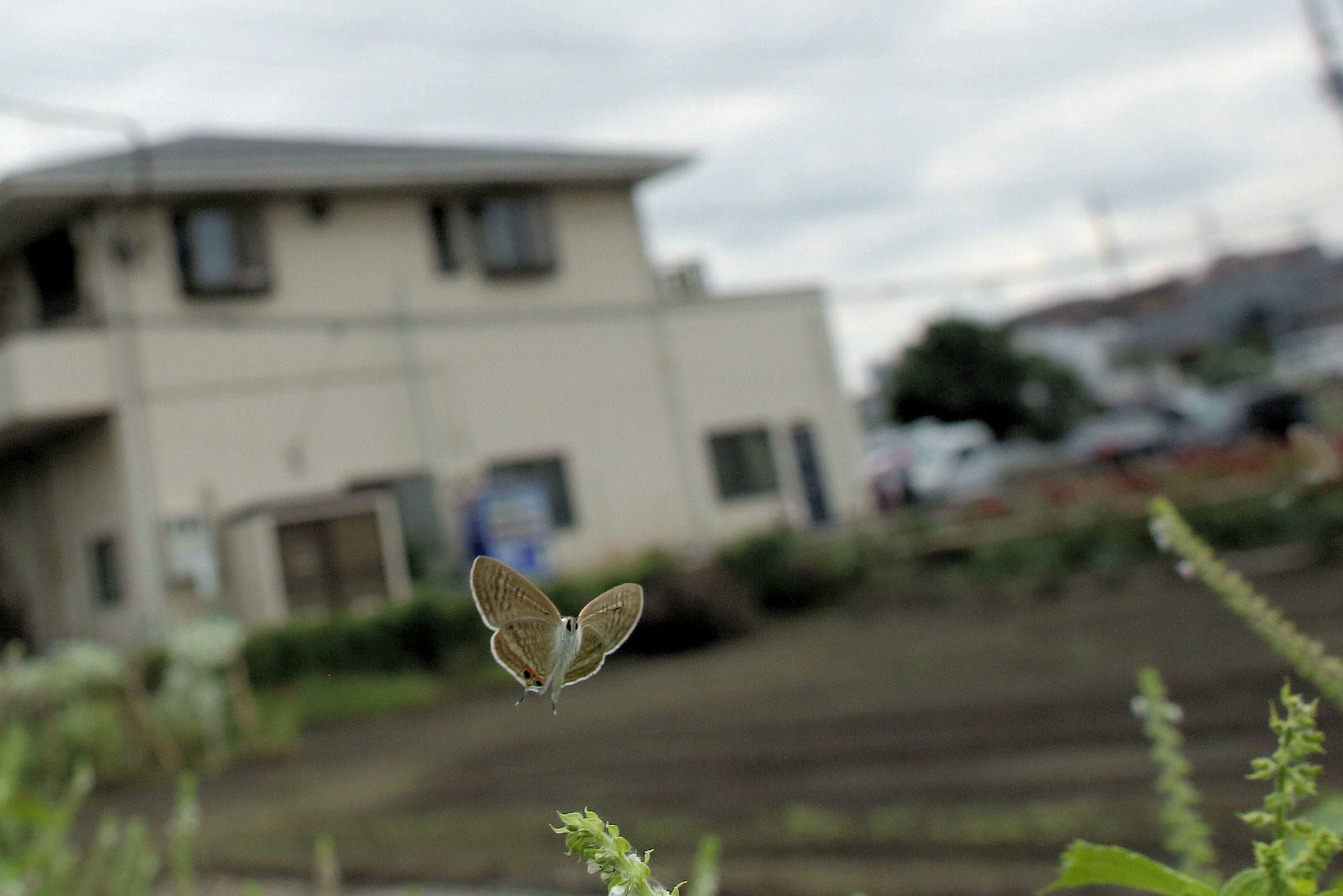 f0345350_16365228.jpg