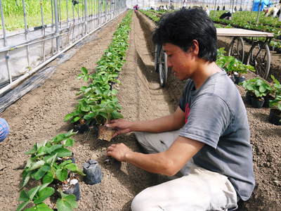 熊本イチゴ さがほのか 苗床から栽培ハウスへ定植 その１ ｆｌｃパートナーズストア