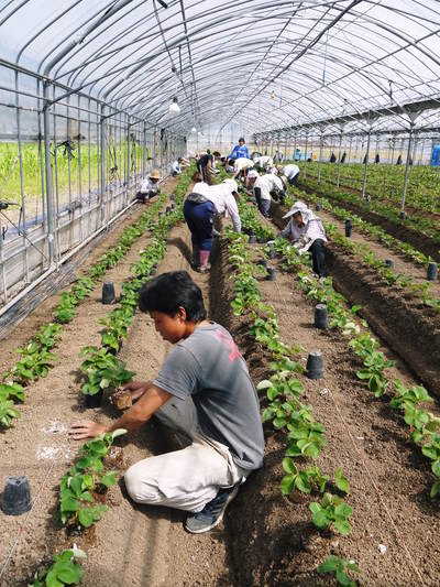 熊本イチゴ さがほのか 苗床から栽培ハウスへ定植 その１ ｆｌｃパートナーズストア