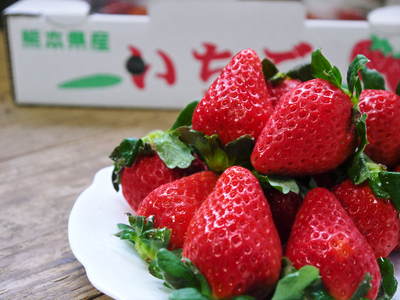 熊本イチゴ『さがほのか』 苗床から栽培ハウスへ定植!その1_a0254656_20132676.jpg