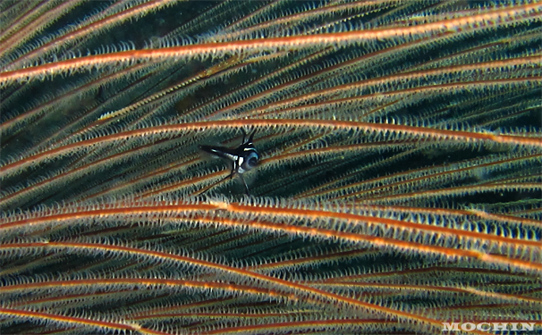 サンセットに集魚灯ナイトに...☆みなべ・田辺_e0158261_6235853.jpg
