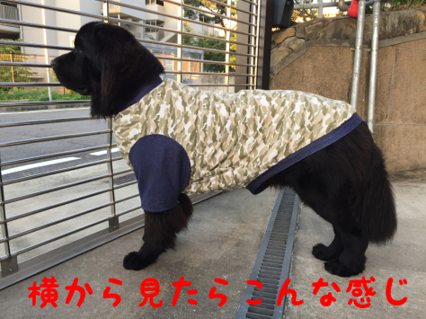 超大型犬の服 半袖バージョン ニューファンドランド Rikiがゆく 超大型犬の服 半袖バージョン ニューファンドランド Rikiがゆく