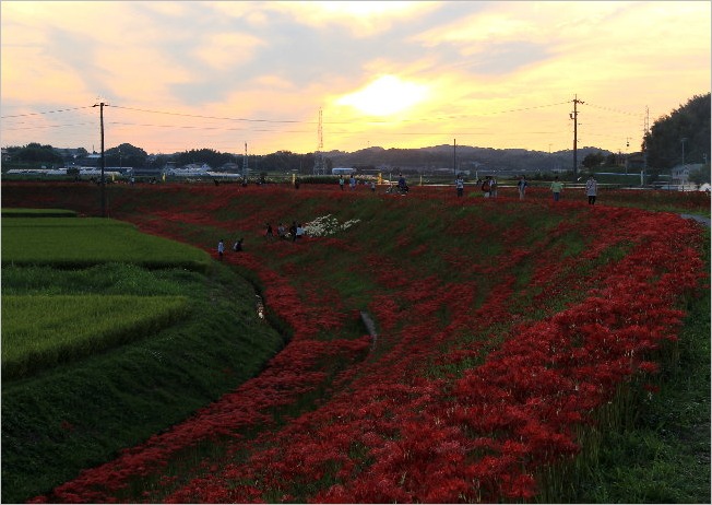 ☆　矢勝川の彼岸花とモンキアゲハ　☆_f0181173_23305512.jpg