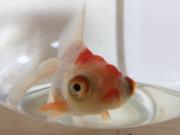 我輩はどんぶり金魚である 名前はまだない 幸せを探しだすこぶた