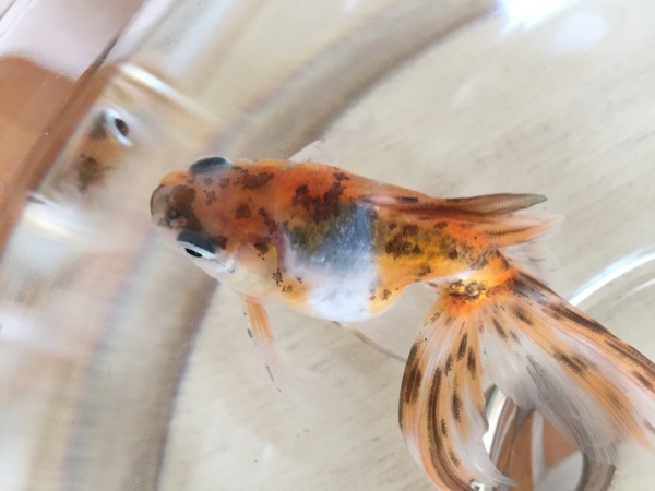 我輩はどんぶり金魚である 名前はまだない 幸せを探しだすこぶた