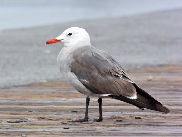 サンフランシスコの野鳥たち　2_a0160500_118970.jpg