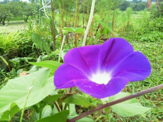 ☆彡　～　♡　♡　　夏の思い出　・・　(((o(*ﾟ▽ﾟ*)o)))　♡　♡　～　♪_c0272200_9351131.jpg