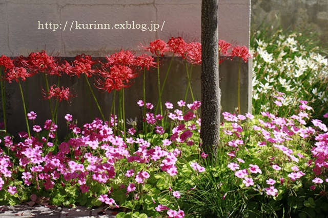a0123003_18531454.jpg
