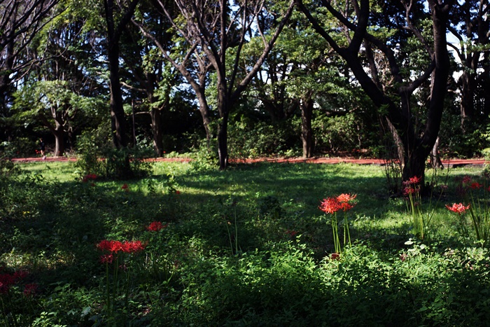 昼食後の樹林公園ウォーキング_c0187503_180339.jpg