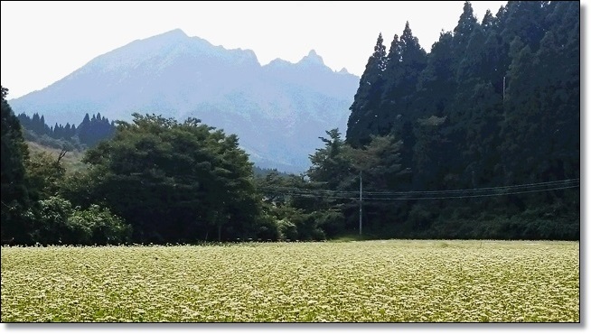 ★彼岸花と蕎麦の花畑_e0350415_21341615.jpg