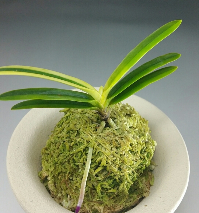 真砂系 : □ サムライ オーキッド □ 富貴蘭 セレクトショップ