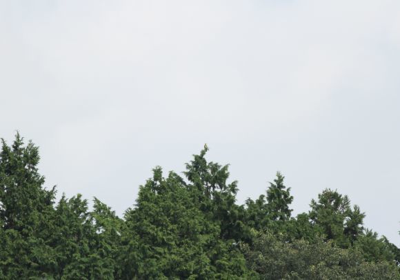 e0348420_03382794.jpg