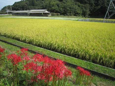 秋風が心地よい。_b0177436_11543018.jpg