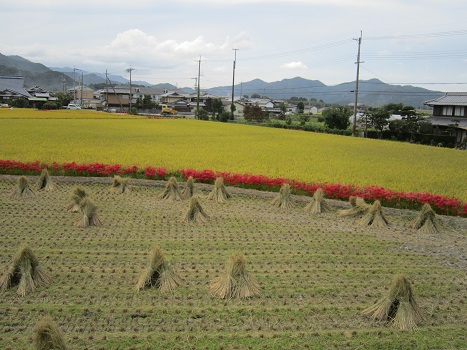 秋風が心地よい。_b0177436_1214178.jpg
