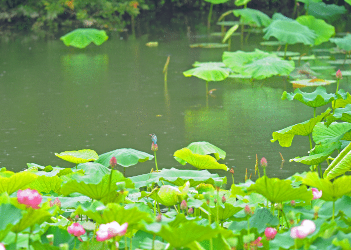 d0290240_09225008.gif