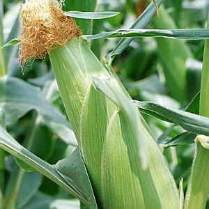 e0254043_81611.jpg
