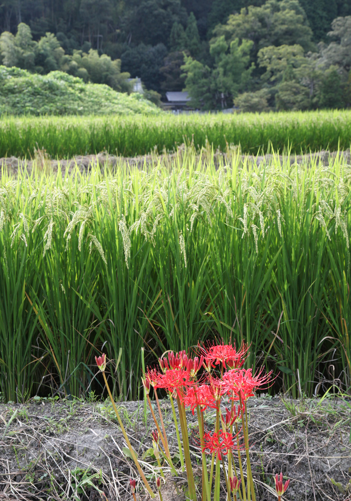 御所市　一言主神社　彼岸花_c0108146_219438.jpg