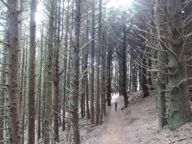 Oregon Coastの旅〜Yachats~Hobbit Trail&Beach~_d0233349_14504964.jpg