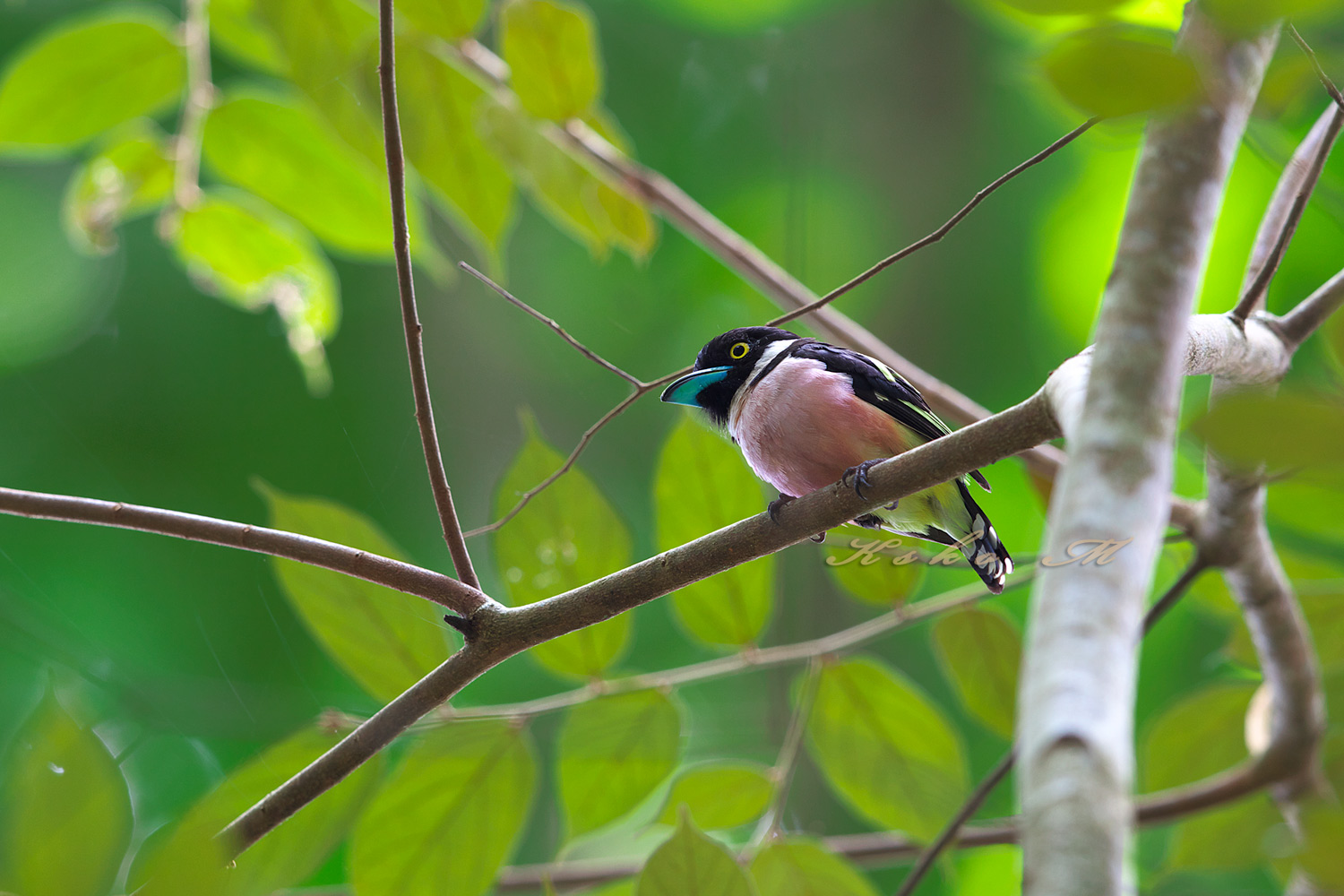 クビワヒロハシ　Black-and-yellow Broadbill_d0013455_20264492.jpg