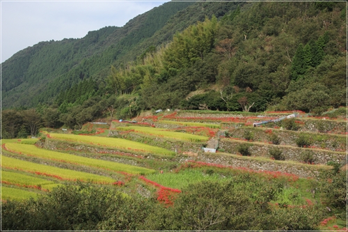 それぞれの棚田風景_e0139859_16311622.jpg