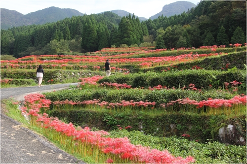 それぞれの棚田風景_e0139859_1631425.jpg