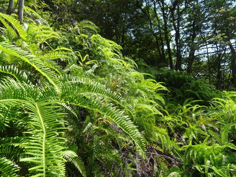 新山道ルートの再調査　in　孝子の森_c0108460_19092706.jpg