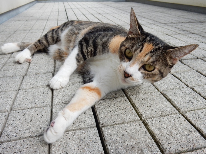 ’15,9,22(火)秋の空って素晴らしい!_f0060461_1330584.jpg