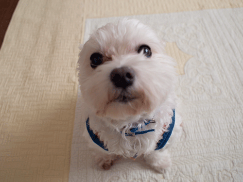 e0248268_17053367.gif