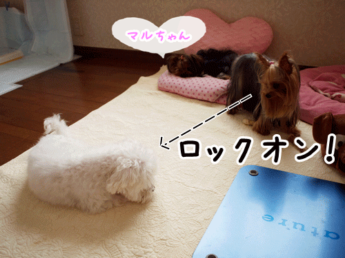 e0248268_17141534.gif
