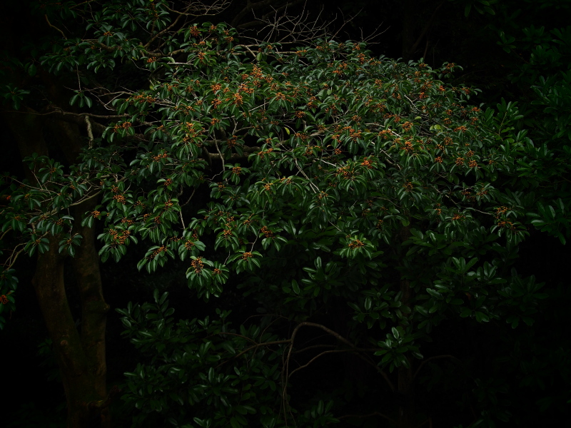 大阪市立大学理学部附属植物園 　　　　　　　　　　　　　　　　　　　　　_f0021869_2345867.jpg