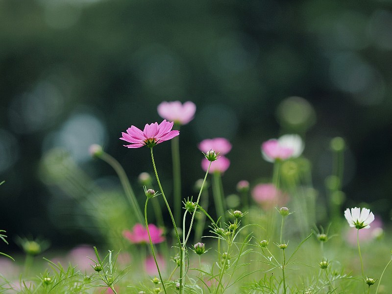 コスモスの丘　開花の頃_a0330871_20174073.jpg