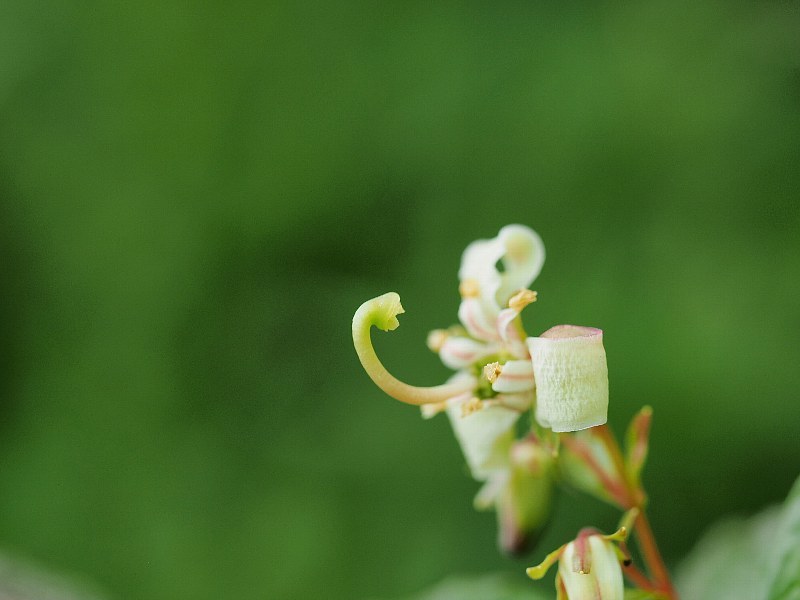 千畳敷きカールの花たち　４_a0330871_20345972.jpg